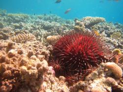 A colourful crown-of-thorns starfish (Acanthaster planci) consumes its coral prey in shallow water on Reef 21-060 in the Pompey sector. Numbers of these starfish were high on three of the Pompey survey reefs. These animals have contributed to further declines in live coral cover in this sector following widespread coral mortality from Cyclone Hamish in 2009.