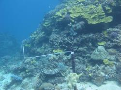 Before! Another permanently marked transect, this time from North Direction Reef in 2013. There was plenty of foliose, branching, submassive and bottlebrush growth forms. Compare this to the next image.