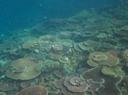 The story is somewhat different for mid-shelf reefs in the Townsville sectors that were less exposed to the large oceanic swell generated by Severe Cyclone Yasi (category 5). Clear signs of recovery were recorded on all mid shelf reefs with Rib Reef in particular showing a rapid regrowth of hard corals on much of the reef. This photo was taken on the second flank of Rib Reef where coral cover was at its highest.