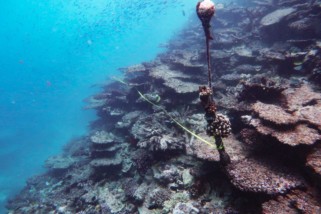 Long-term Reef Monitoring Program - Annual Summary Report On Coral Reef ...