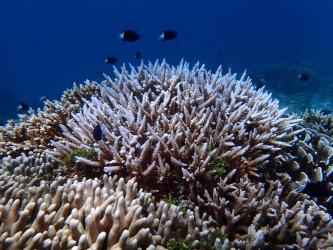 Early stage bleaching off Browse Island. Regional assessments in North West of Australia found early signs of bleaching in March 2016.