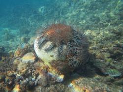 Two crown-of-thorns starfish (COTS) eating Platygyra sp. hard coral amidst rubble and turf algae.