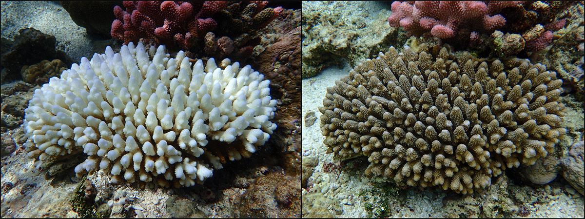 Reef-building Corals' Unexpected Resilience To Warming Oceans | AIMS