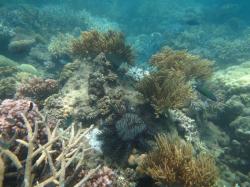 A crown-of-thorns starfish (COTS) leaves behind a scar after consuming an encrusting coral on the southern flank of Reef 13-124.