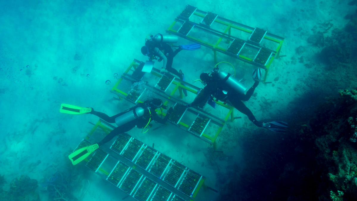 Looking down on three divers who are tending to racks with tiles