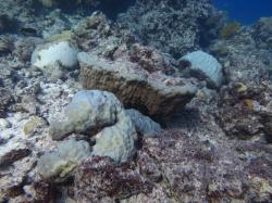 Large Porites spp. coral heads were overturned at MacGillivray Reef as a result of wave action from Severe Tropical Cyclone Ita.