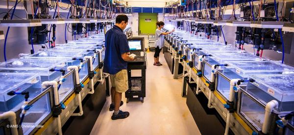 Scientist reviews screen in a lab filled with little tanks