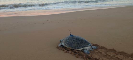 Marine animals explore the ocean in similar ways