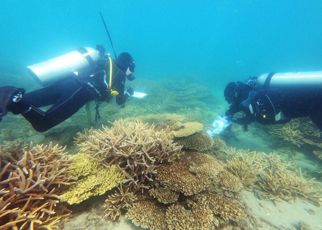 two divers collecting corals