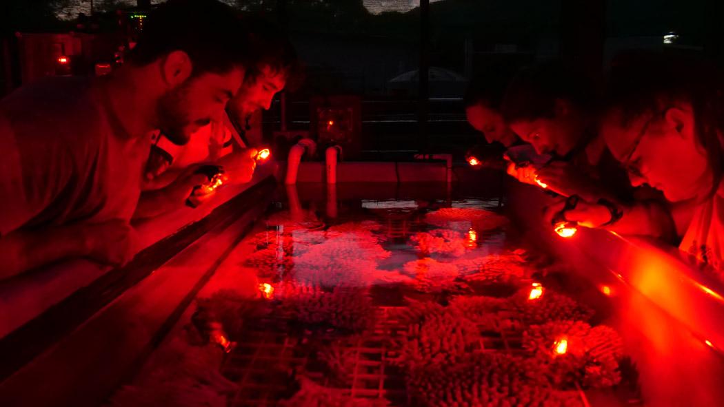 Researchers watch for coral spawning under red light in the SeaSim