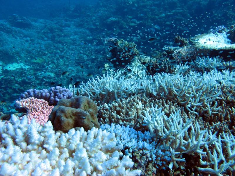 Coral Bleaching Detected Off Kimberley Coast | AIMS