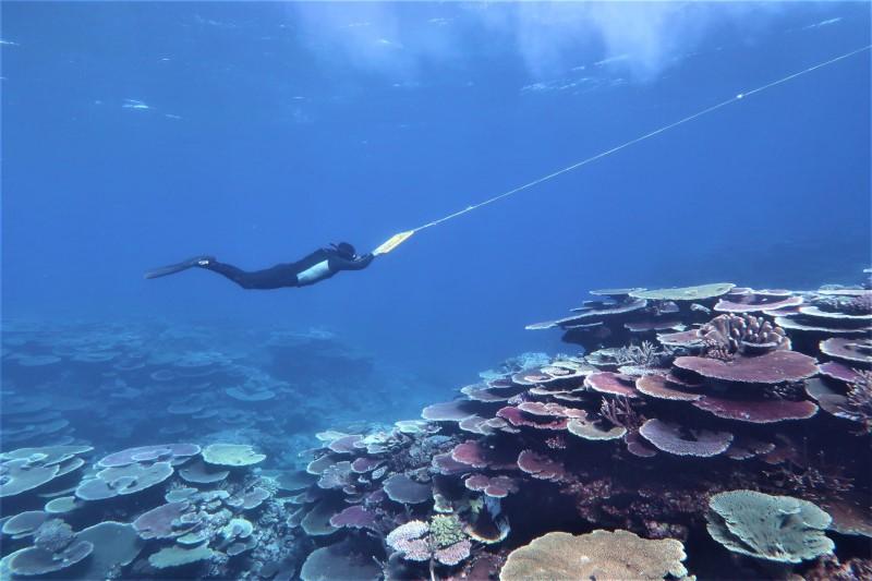 Small Start To Coral Recovery In The Great Barrier Reef But Large ...