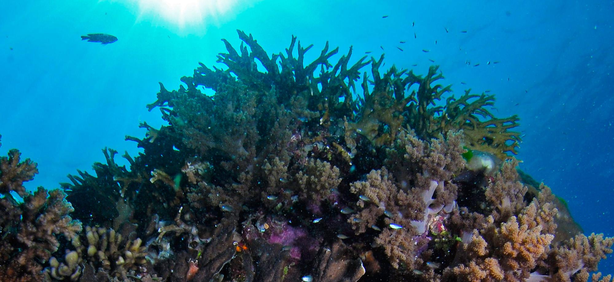 coral reef with sunlight in the background