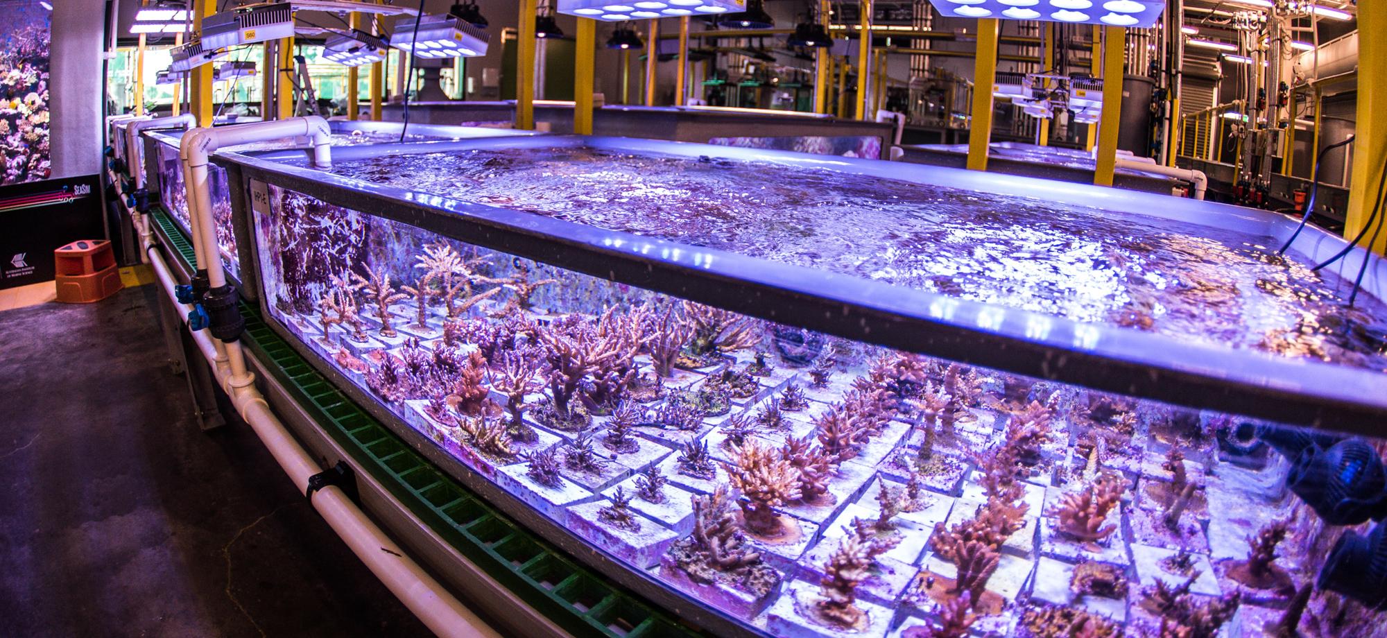 wide angle photo of a long tank filled with small corals