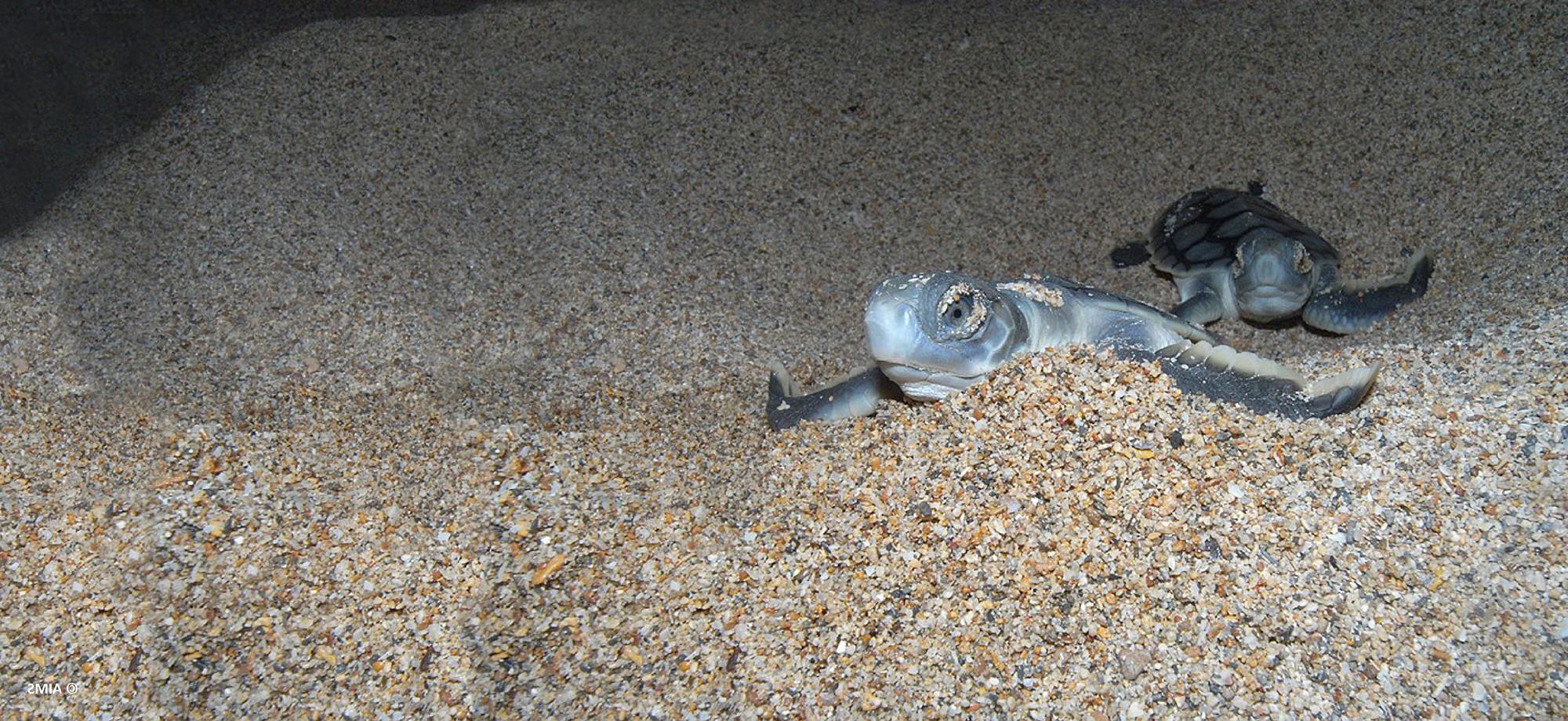 turtle hatchling on sand