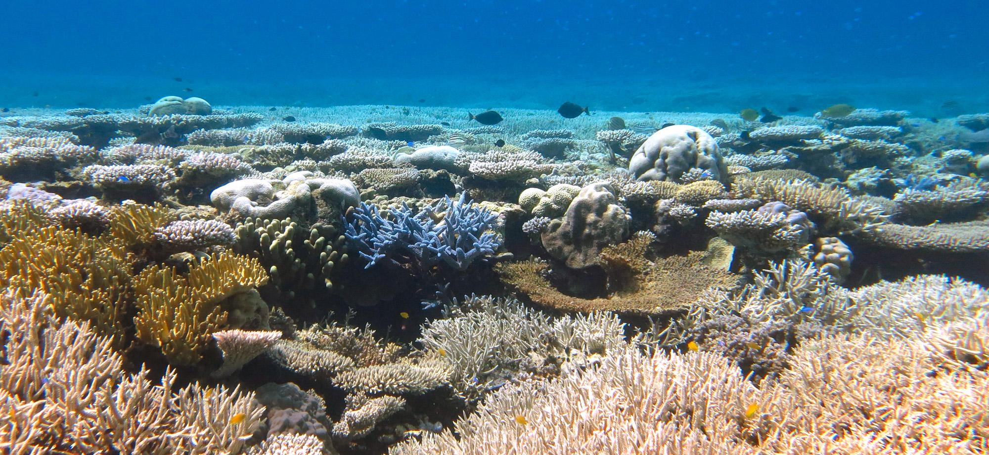 What Is Coral Bleaching? | AIMS