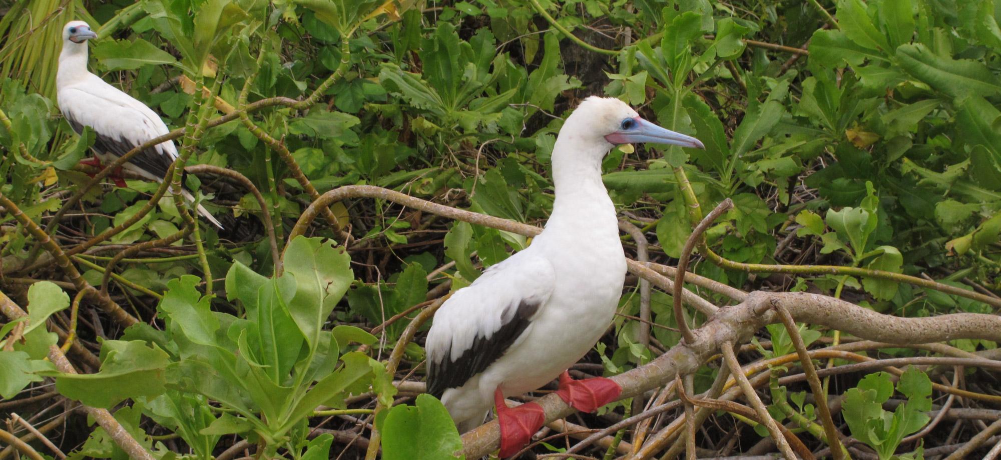 Two birds sit on tree branches