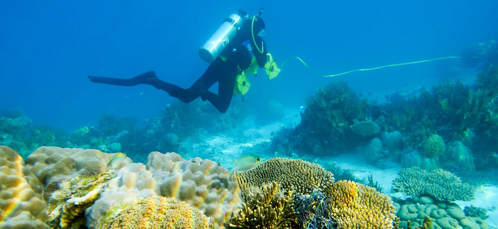 A scuba diver monitors a healthy coral reef