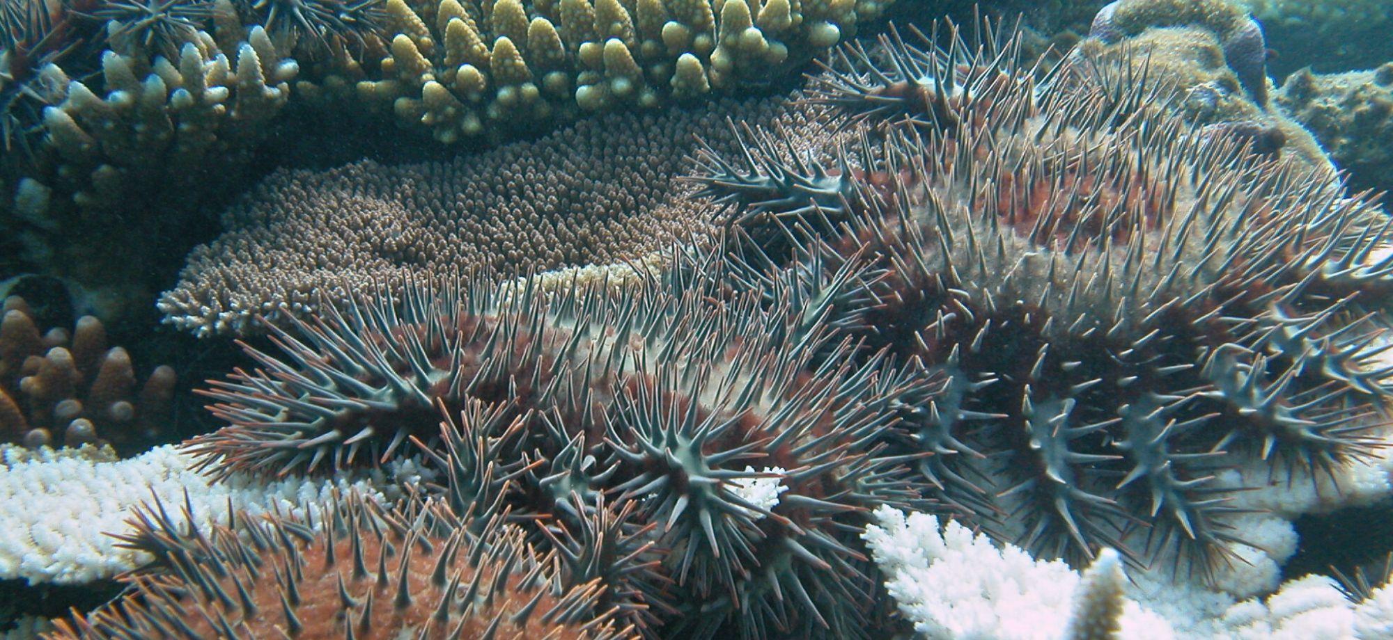 crown of thorns starfish on table coral