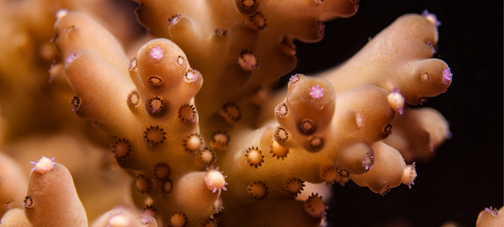 Out of season coral spawning