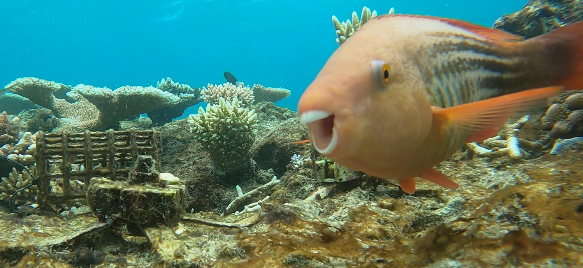 a happy parrotfish swims towards a camera, whilst a device that holds baby corals is covered in algae in the background