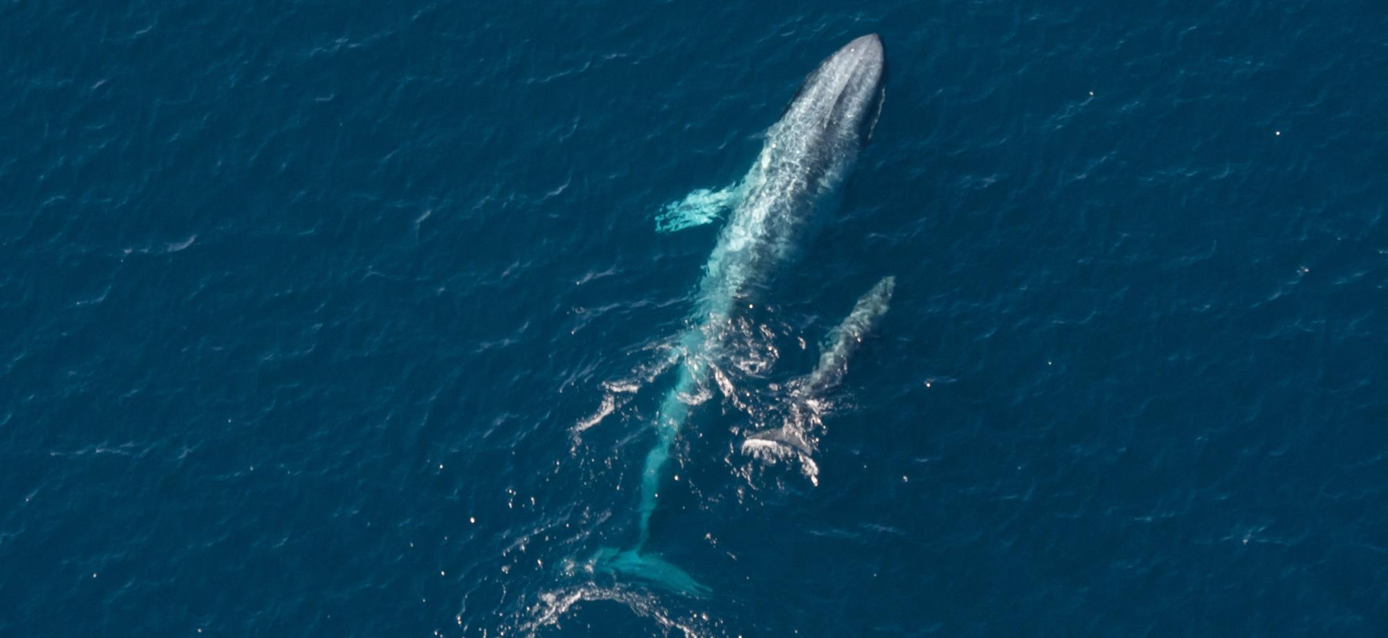 An adult pygmy blue whale swims beside a baby, as seen from the air