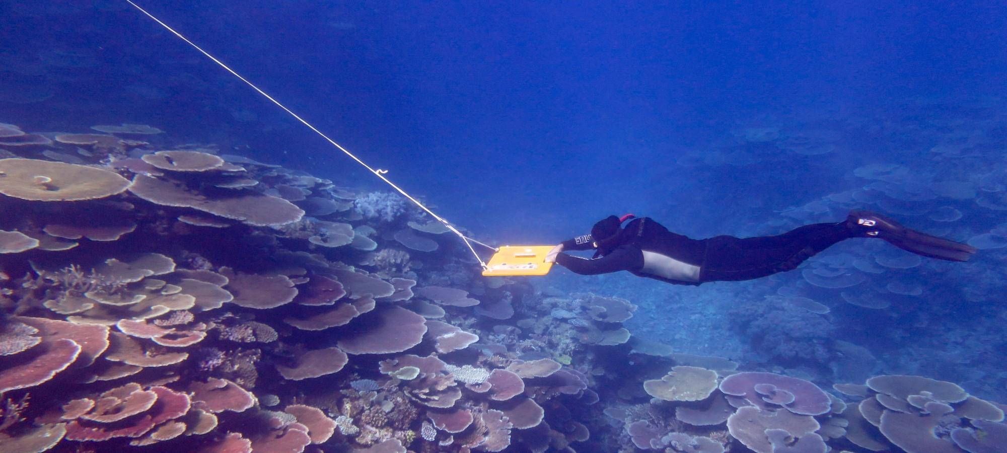 an underwater photo of a coral reef with a person in a wetsuit being towed underwater by holding a yellow board with a rope