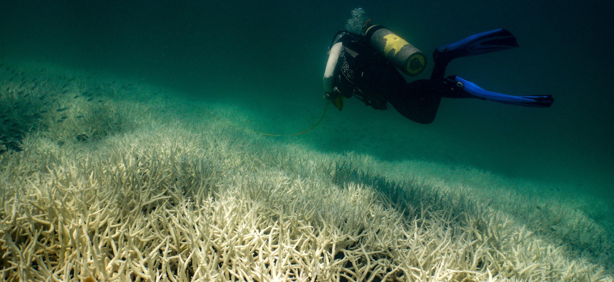 A scuba diver swims over a bleached reef