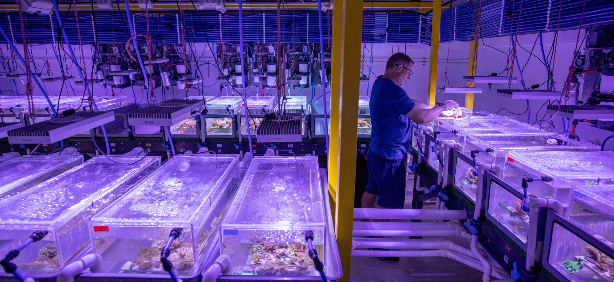 Researcher observing tanks in SeaSim