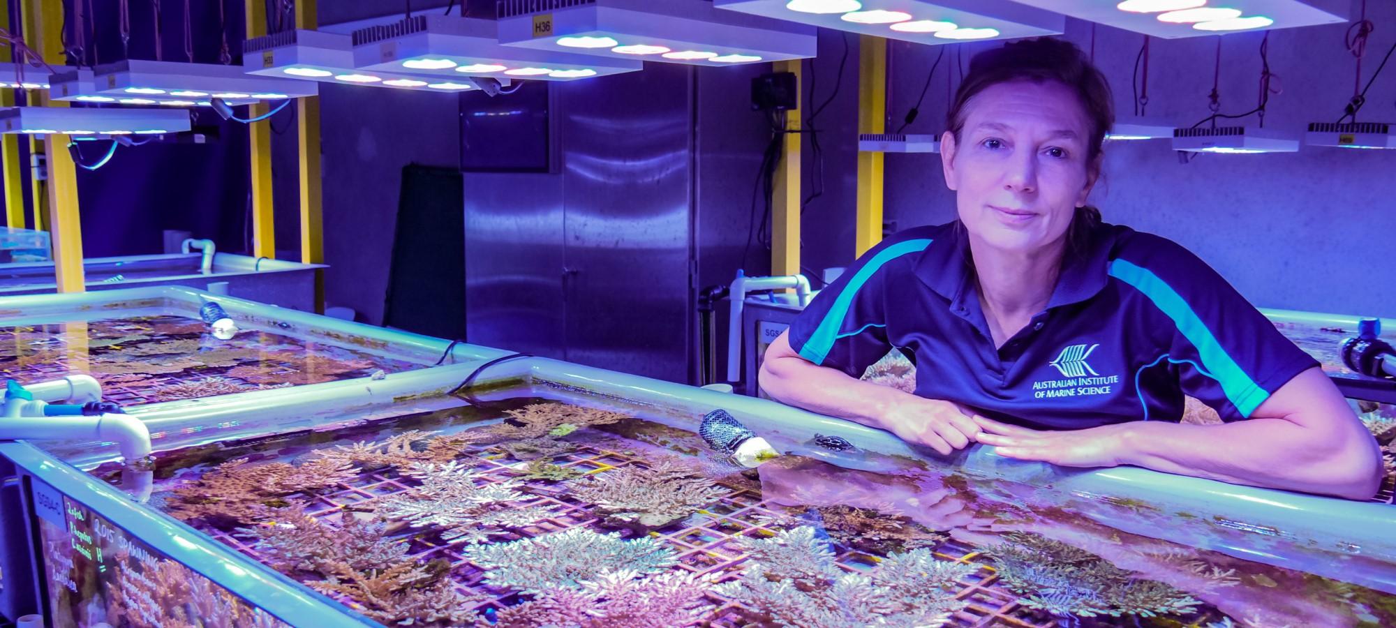 A person stands over a tank filled with corals