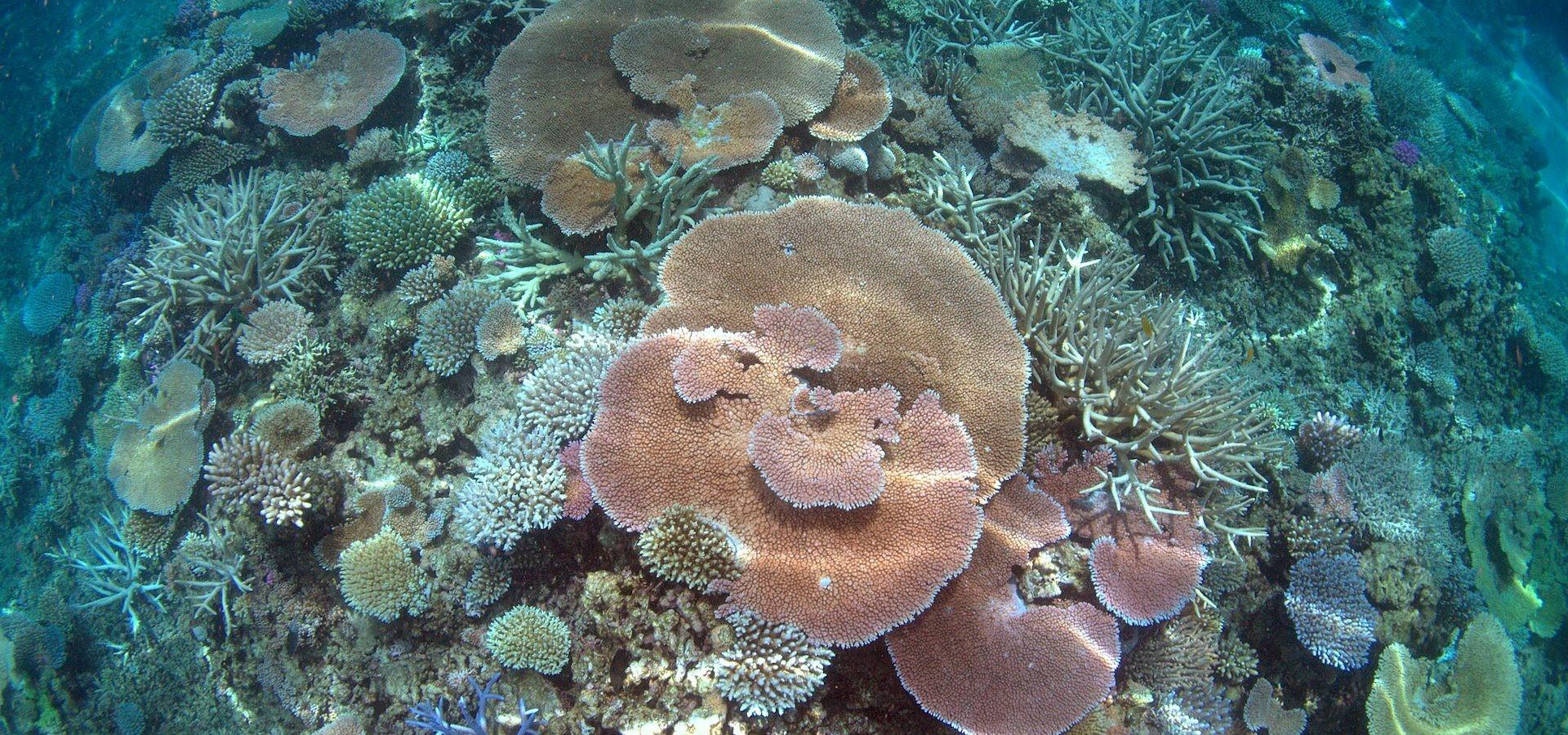 looking down on many types of hard coral