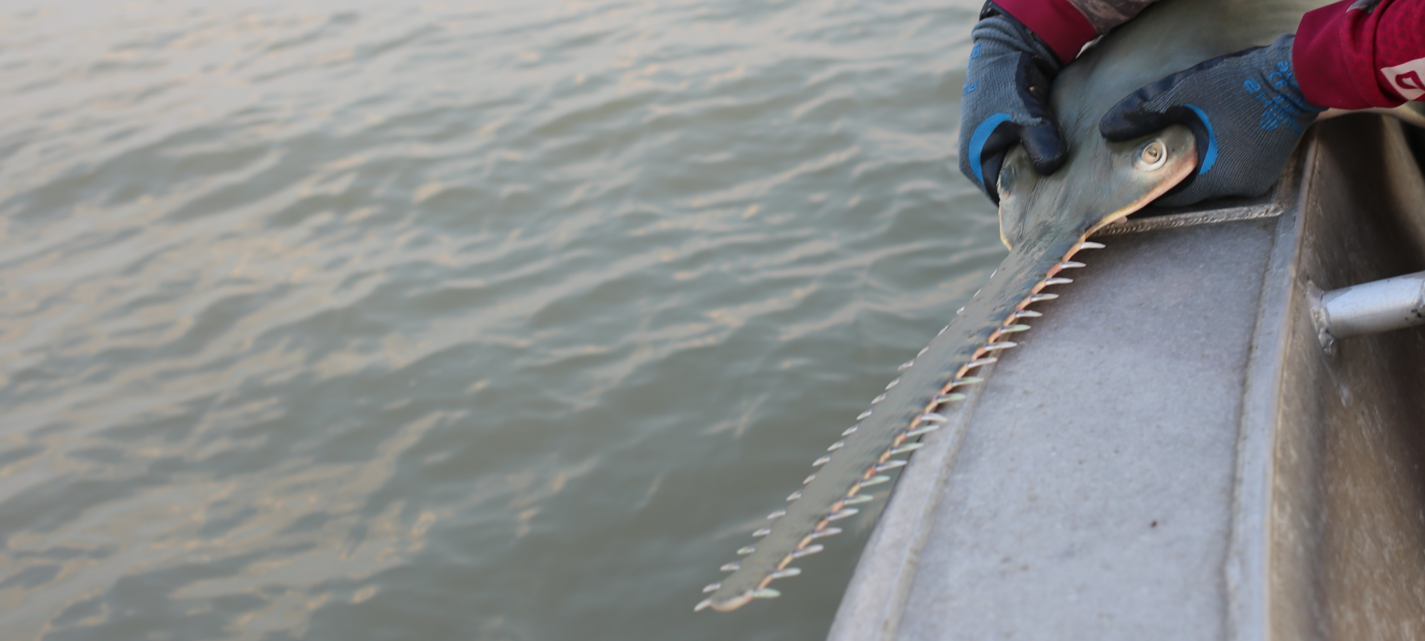 Gloved hands hold onto a sawfish on the side of a boat