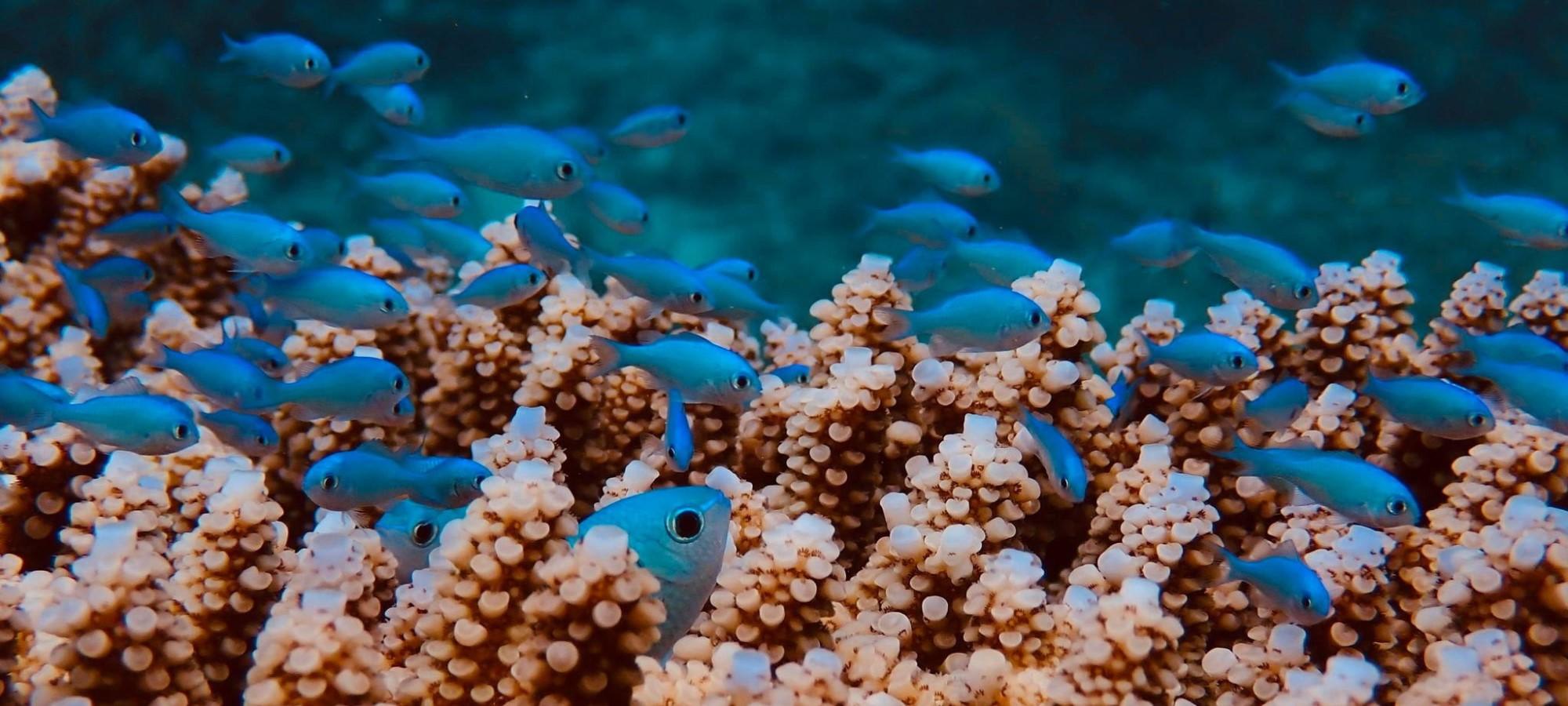 Small blue fish congregate all around coral formations 