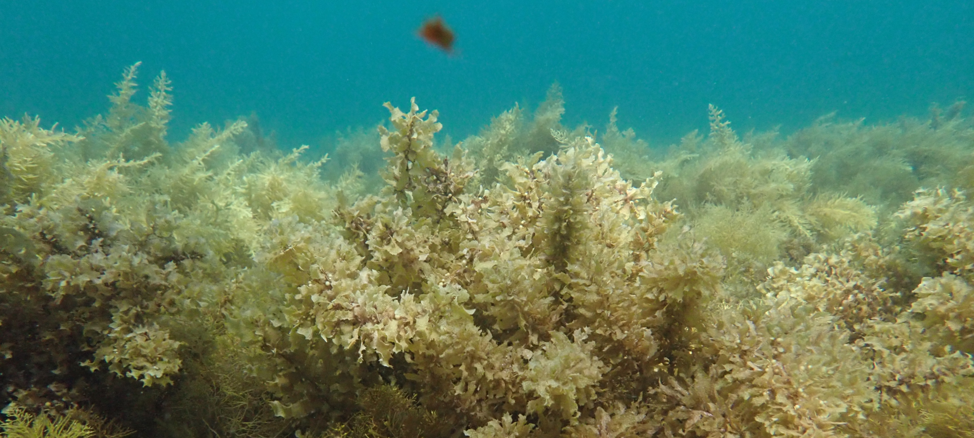 A general shot of a Sargassum meadow 