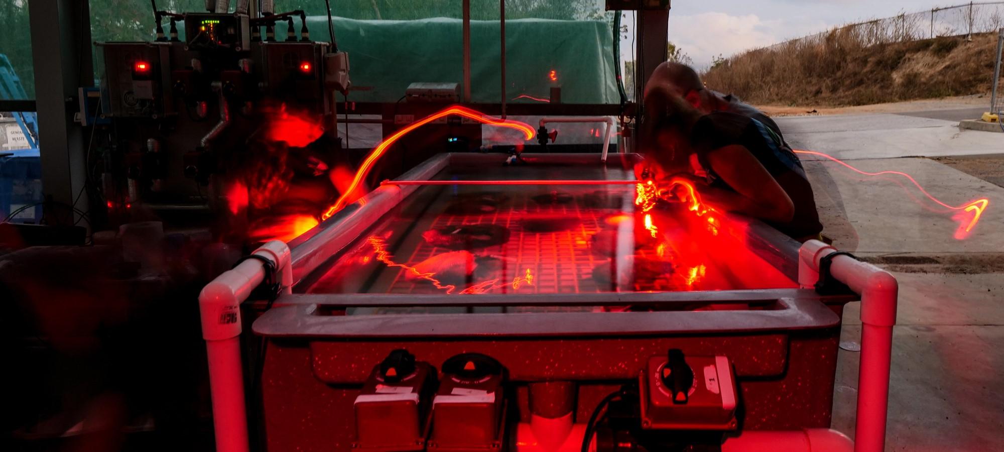 several people looking into a large shallow tank. the light is dim but there is soft red light around the tank and the image suggests movement and a long exposure of the photo