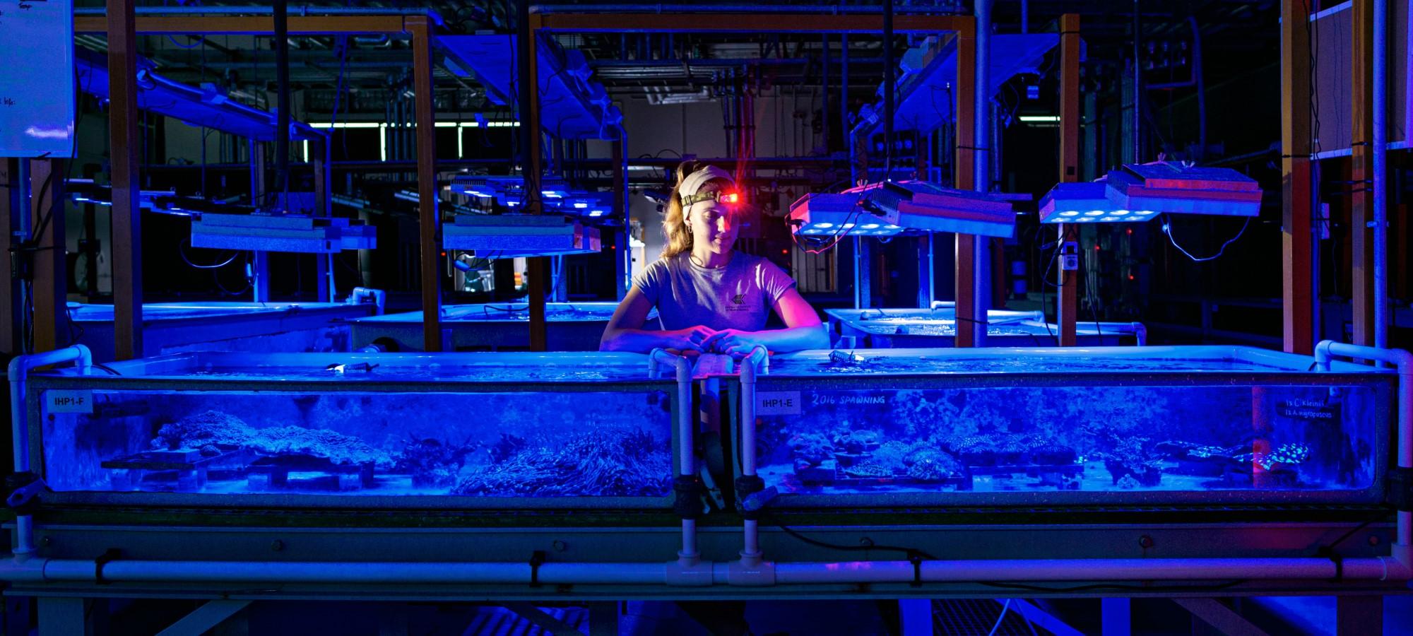 a dark room with a person standing behind a large long tank with corals in it.