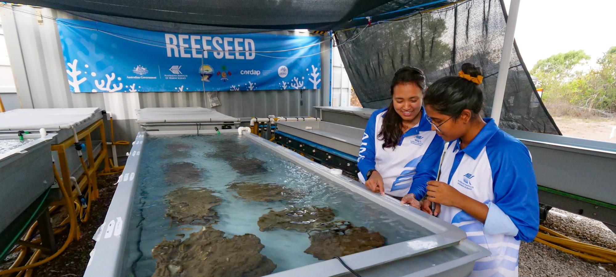 tow people standing to the side of a large open top aquarium. the tank contains several corals and there is a large shipiing container in the background with a sign saying ReefSeed