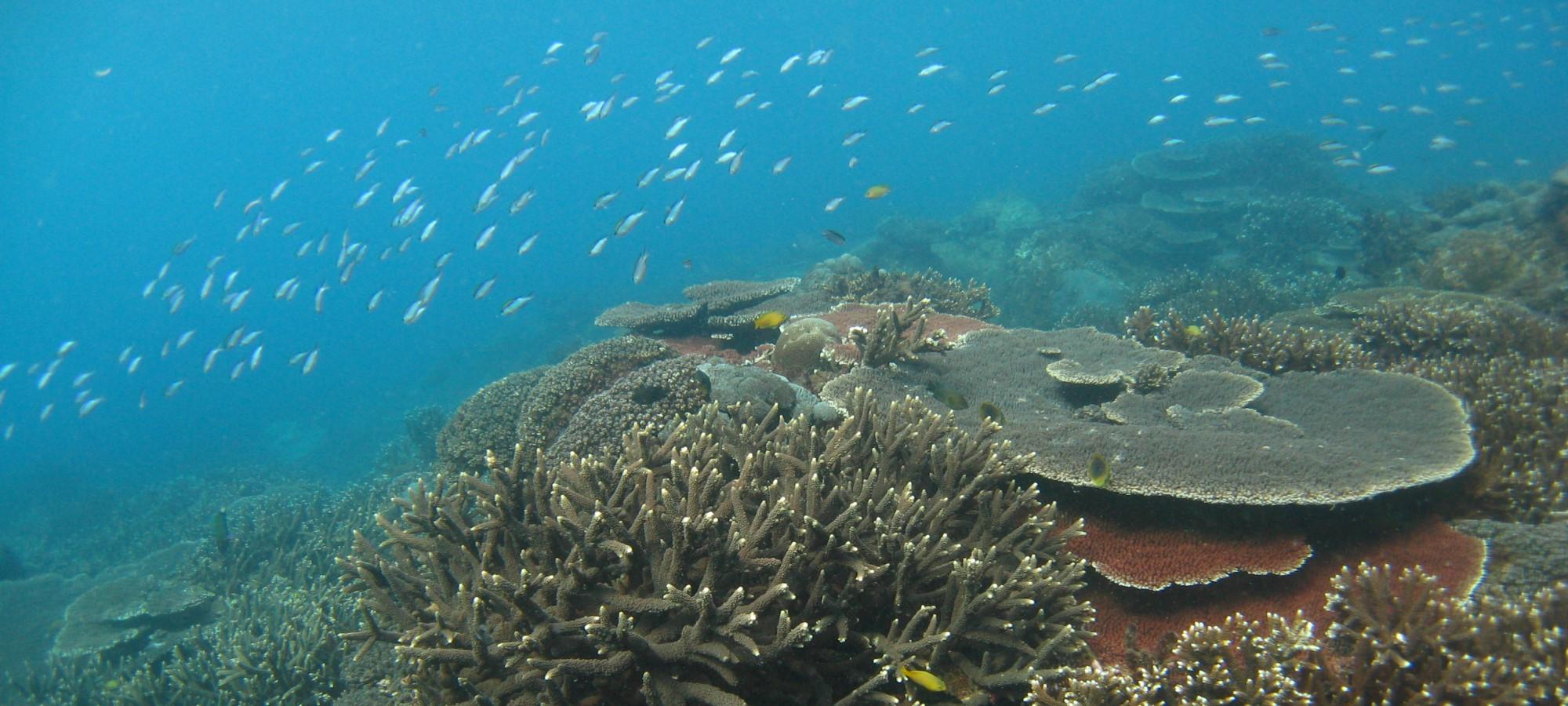 Healthy reef with different shaped corals under blue but cloudy water with small fish swimming about the corals