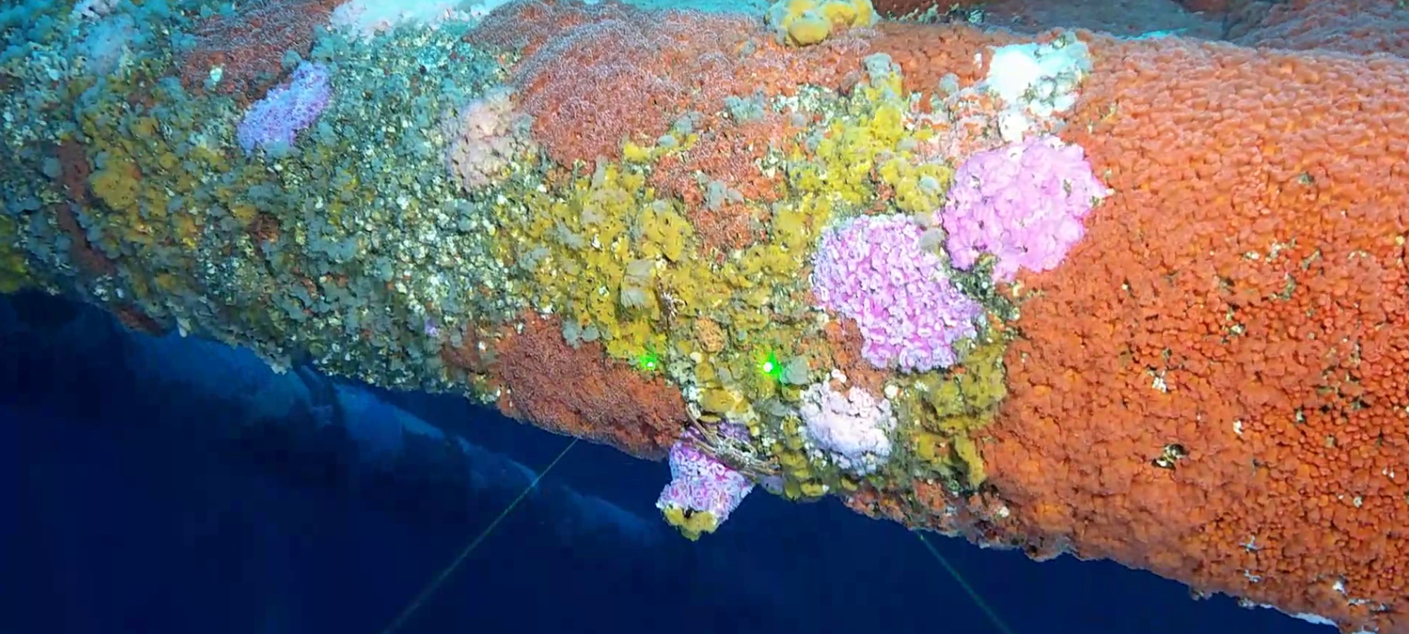 Colourful jewel anemones cover an underwater section of an oil and gas platform 