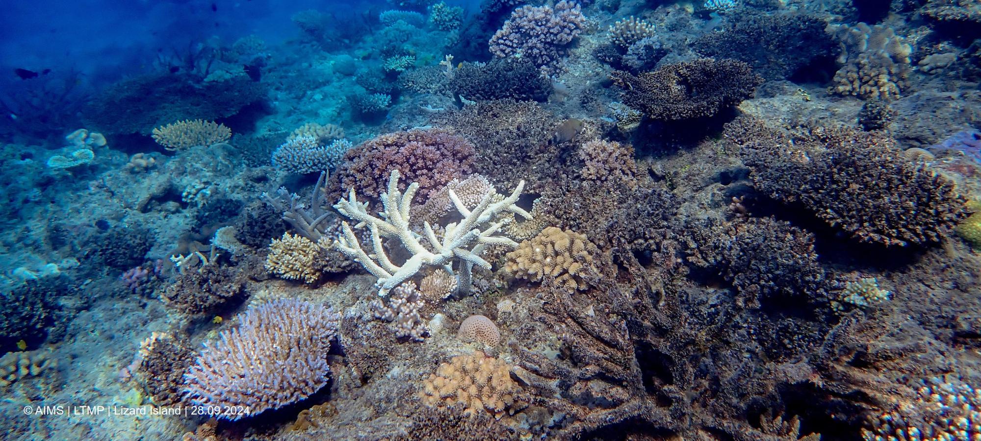 a reef with many dead table corals and a live branching coral