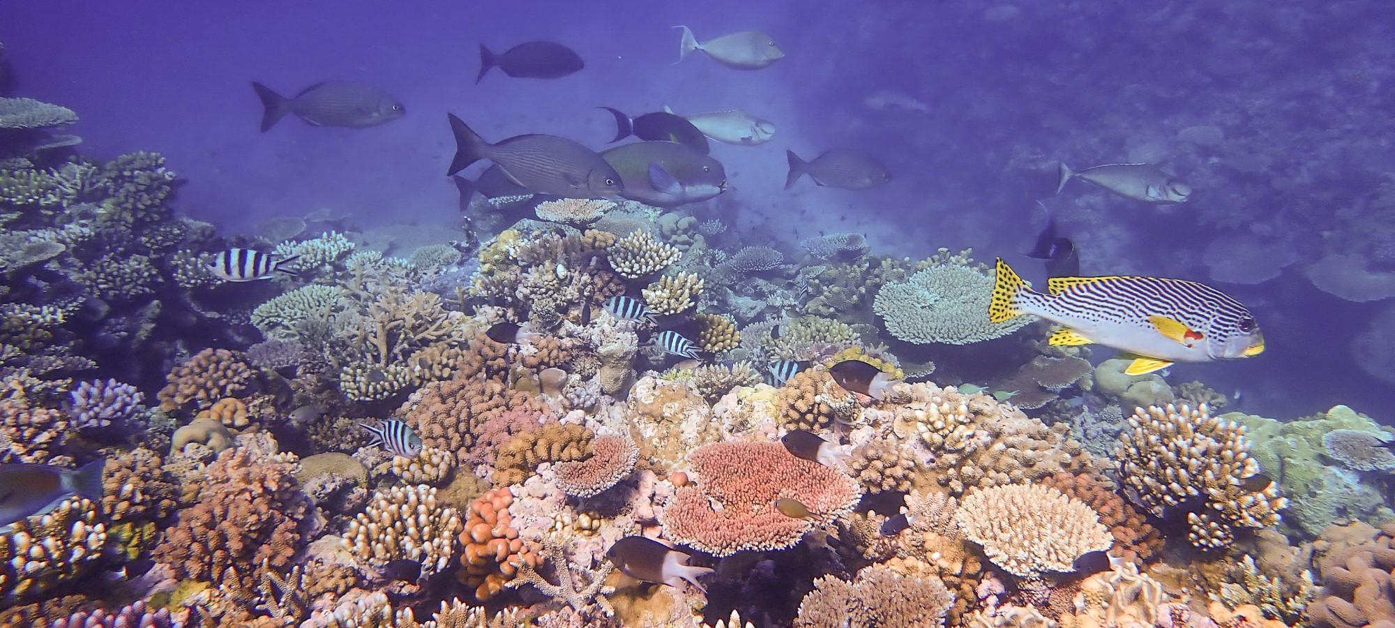 Fish swim around a colourful coral garden