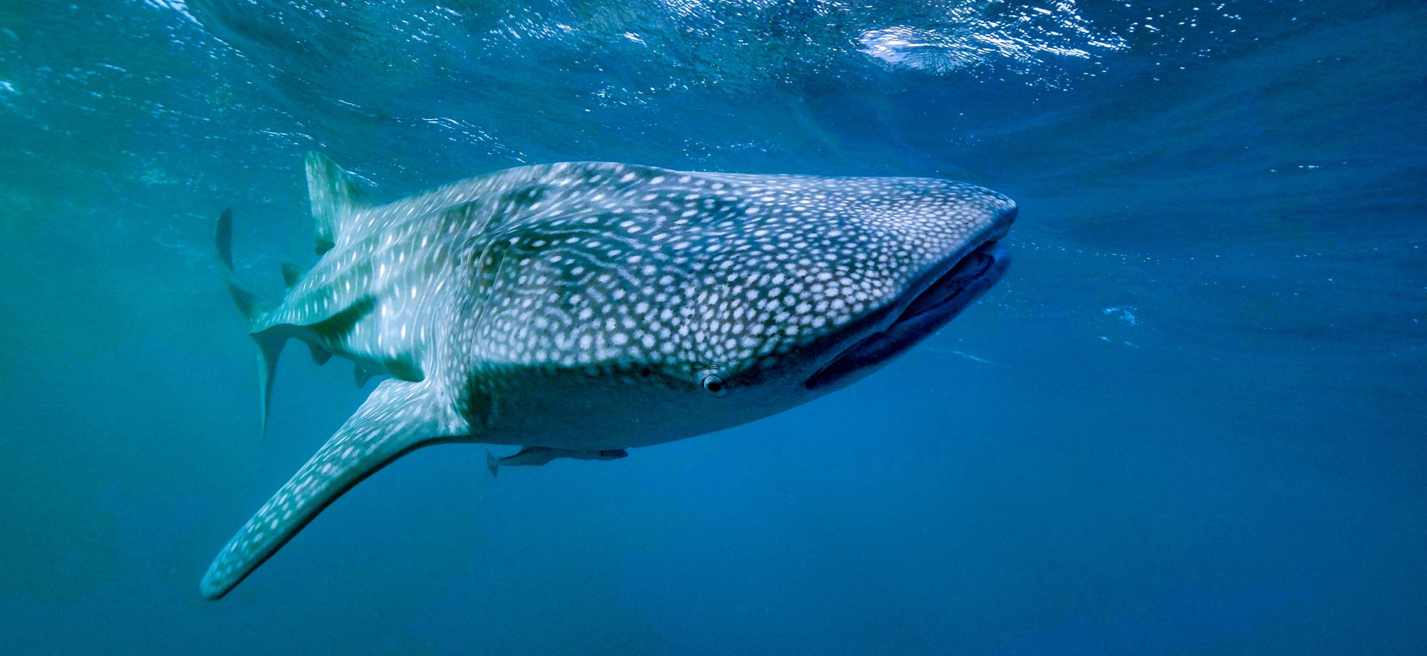 whale shark