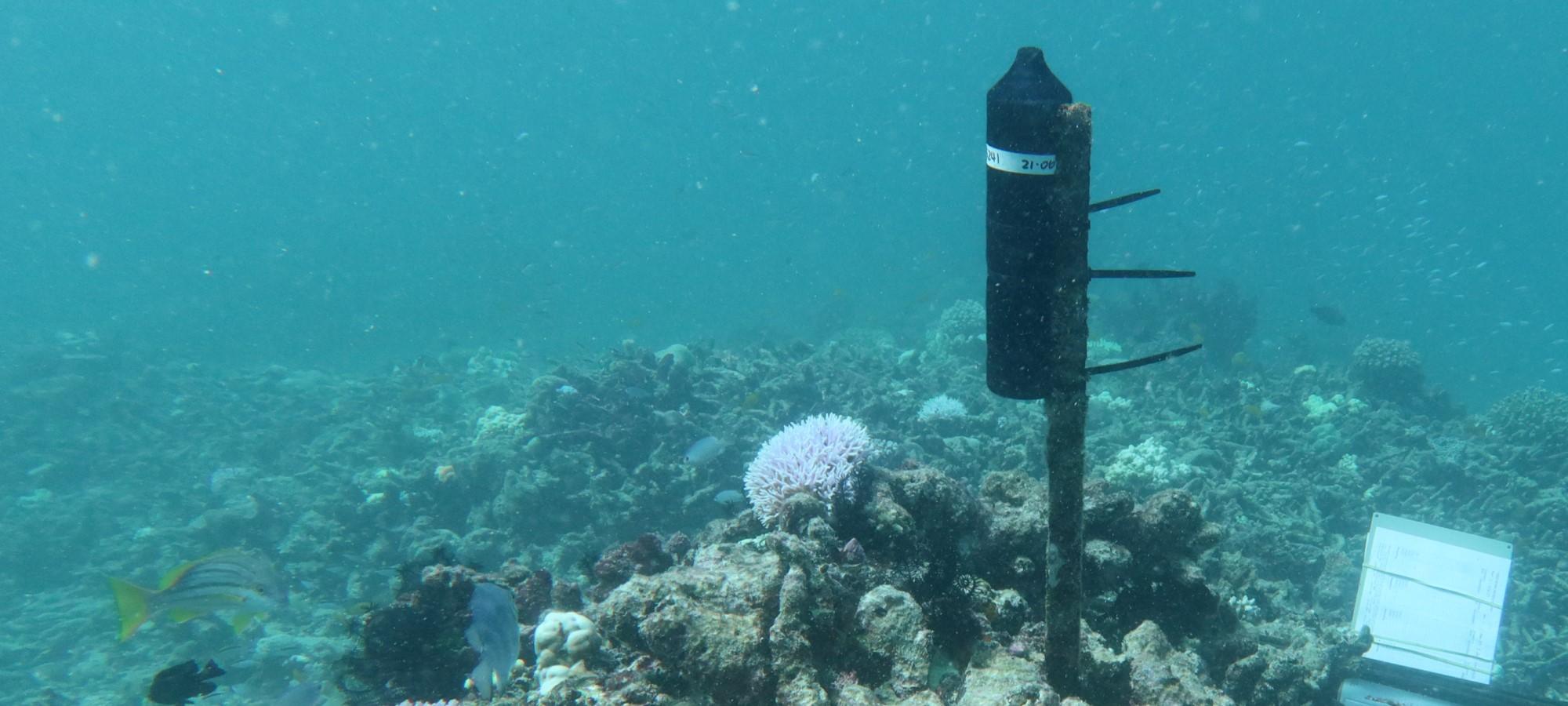 cylindrical black instrument attached to a star picket underwater on coral reef