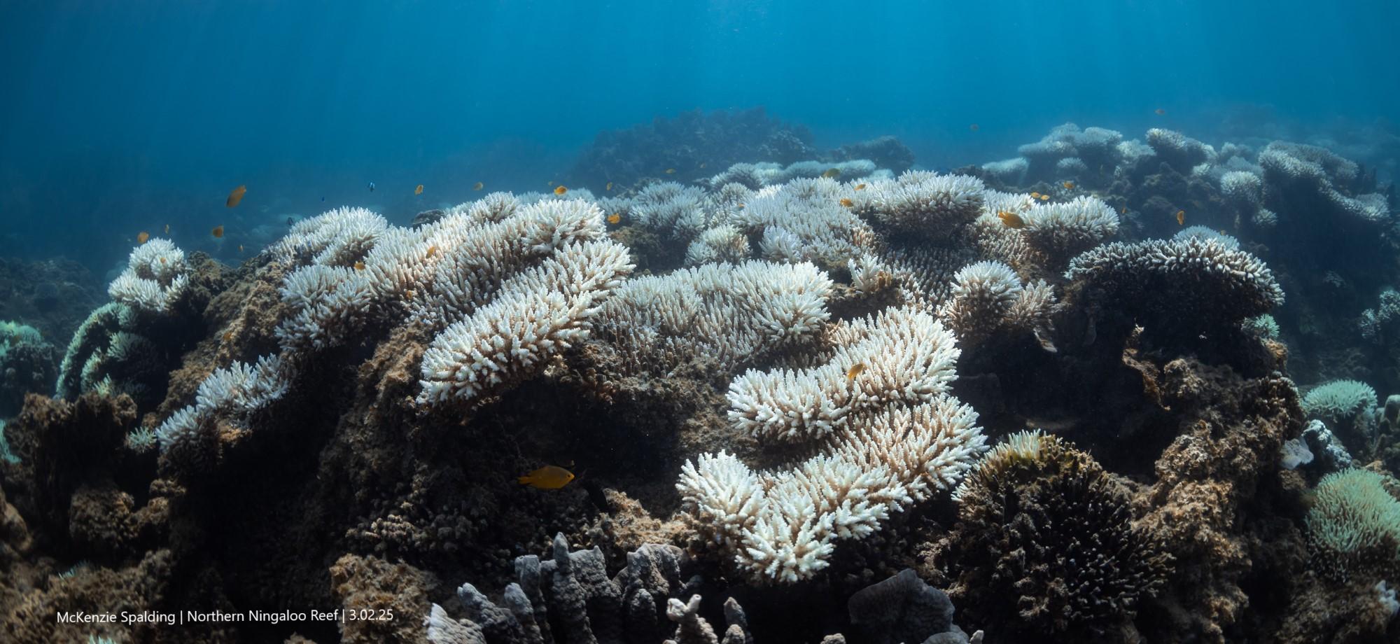 looking across a hard coral community with lots of bleached corals