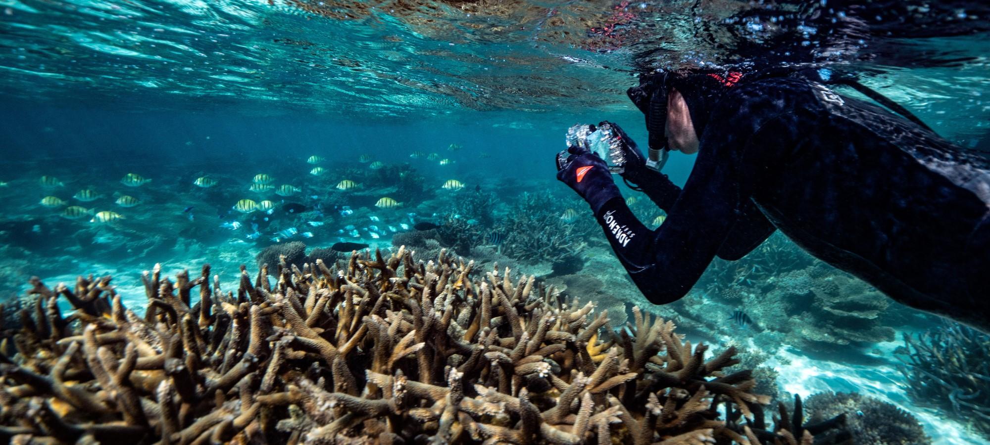 A snorkeller takes a picture with an underwater camera while swimming over a coral in shallow water