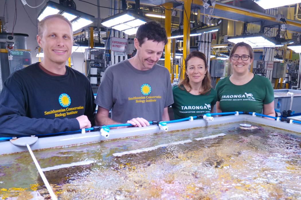 <p>Reef recovery team is working in the AIMS National Sea Simulator this week.<br /> Nikolas Zuchowicz, Jon Daly, Justine O'Brien and Rebecca Hobbs</p>