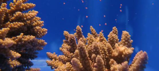 Splitting the science over coral spawning