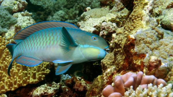 parrotfish eats of the surface of a coral reefs