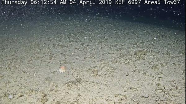 Round marine creature lit against the sandy sea floor