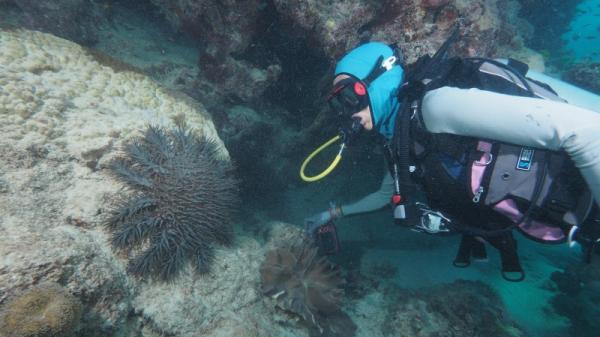 SCUBA diver observes crown-of-thorns starfish on reef wall.